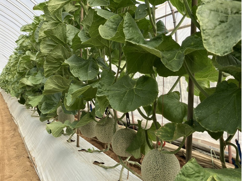 【茨城県 旭村産】 アールスメロン【2玉】