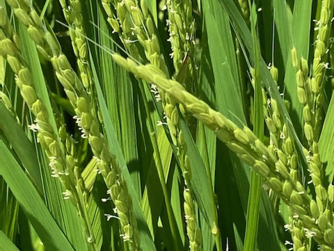 山形が誇るブランド米！山形県産特別栽培米つや姫（白米）２ｋｇ×３袋