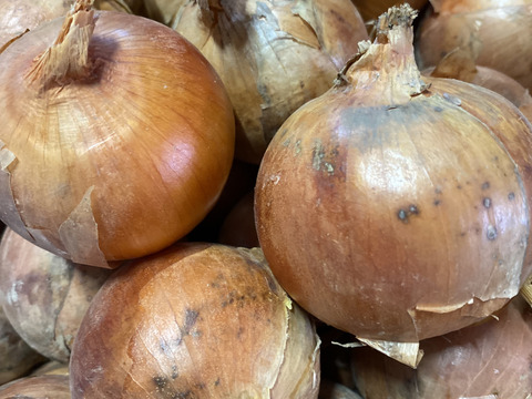 《北海道産》(札幌黄系)玉ねぎ