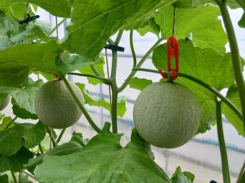 【夏ギフト】高級メロン 千葉県富津市産アールスメロン 1.2～1.5kg/個 ×3個入り
