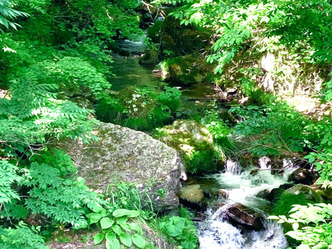朝採】天然実山椒 100g：山形県産の実山椒｜食べチョク｜産地