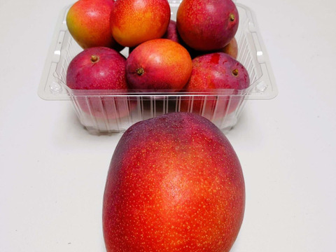 とろーり甘い！名護市最北端 イナミファームの家庭で楽しむ ミニマンゴー  1.5ｋg