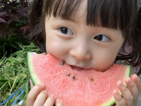 今年の夏も【かねこ農園】のスイカが食べたーい！！　北海道産小玉スイカ「ピノガール」2玉セット！