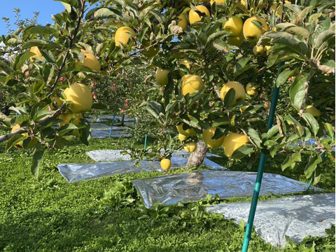”さわやかりんご”特別栽培 シナノゴールドＡ品・5㎏