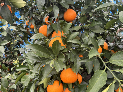 【味に自信あり　5k箱　愛媛のまどんな 　ゼリーのような食感　愛果28号　除草剤使用無 万田酵素散布】