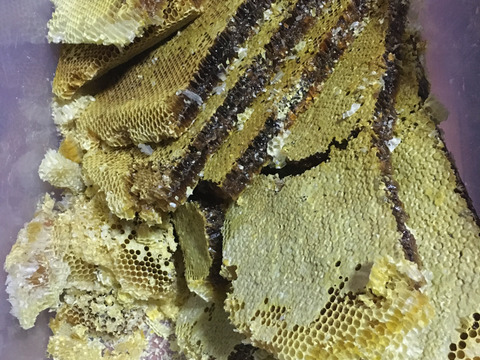 【朝市限定】日本蜜蜂のハチミツ　　　（たれ蜜/100g ）【天然】