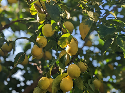 笹寿しアキ様専用大崎上島産レモン10kg
