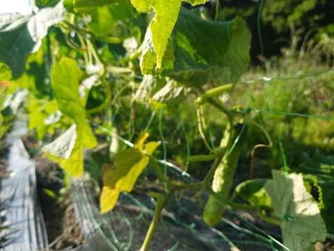 秋の自然栽培野菜LLセット7種類〜《12月、自然栽培野菜5.5kg前後80サイズ》朝採りで超新鮮［季節の固定種在来種専門農家だからできる］淡路島から初収穫固定種人参いり