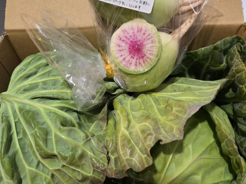 🌟Ｓサイズ🌟春🌟2つ🌟