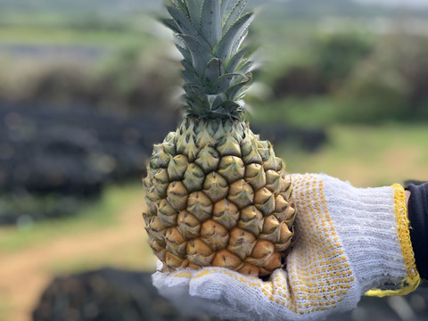 予約販売】石垣島産スナックパイン3玉（800g～1kg×3） 4月末頃