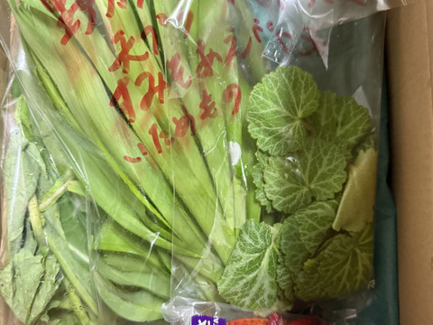 柔らか新芽、香り良い美味しい蓬（ヨモギ）300グラム以上！採れたての季節の野菜もサービスでお入れしてお送りいたします