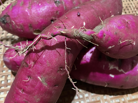 赤土栽培！奥能登産べにはるか（ご家庭用）5キロ