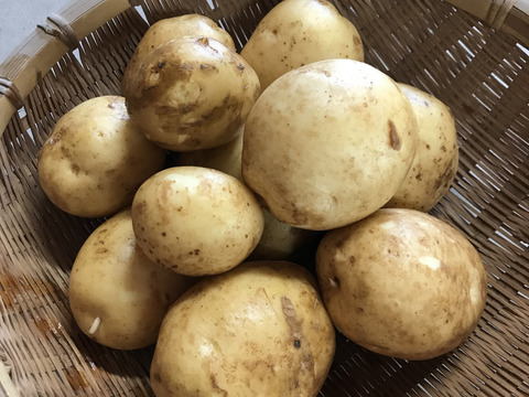 春の新ジャガ広島県産「きたあかり」です！とても美味しい有機ジャガイモはいかがですか。（２㎏）　【先着２０名様】　有機JAS認証取得しています。