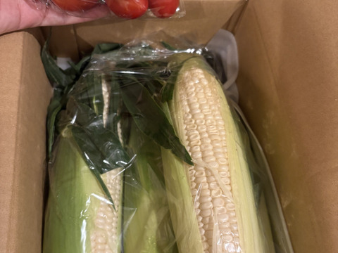 【お試し】朝採れ甘〜い白いとうもろこし（雪の妖精）3〜5本　【朝どれ】