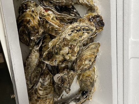 【10％OFF設定中】生食用２ｋｇ 殻付き 牡蠣 （14~30粒）牡蠣 殻付き牡蠣 殻付き牡蛎 牡蛎 kaki かき カキ 松島牡蠣屋 BBQに貝類 海産物 オイスターoyster