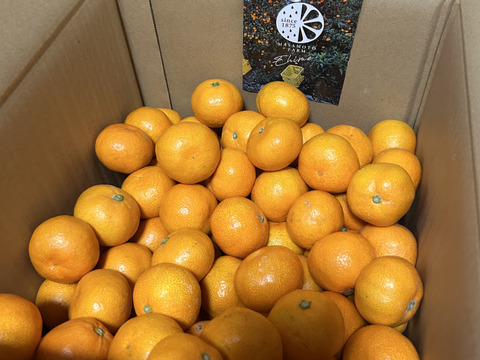 極上小玉みかん10kg