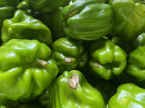 【訳あり】神楽南蛮 1kg 16時までの購入で当日発送