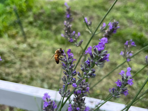 【令和7年新蜜】国産純粋生はちみつ【秋の百花蜜】500ｇ