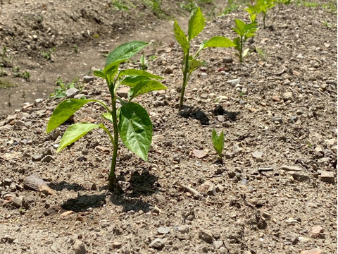 今夜は夏野菜カレーに決まり！夏野菜６品目セット　１人前