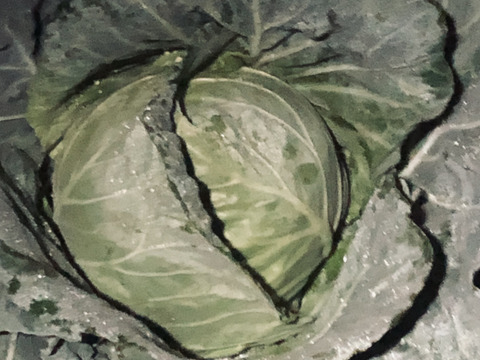 有機肥料と節減対象農薬にこだわった旬の野菜セット