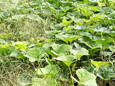 【えひめ・しまなみの島かぼちゃ】瀬戸内よりお届け！愛媛県産かぼちゃ（鶴首かぼちゃ）10㎏【約7〜9個・サイズ混合・ご家庭用】カタチもさまざまなかぼちゃたちをお楽しみください！