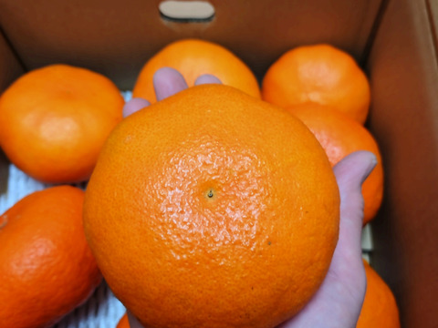 【訳あり】そら甘平  天空の愛媛産みかん 3kg