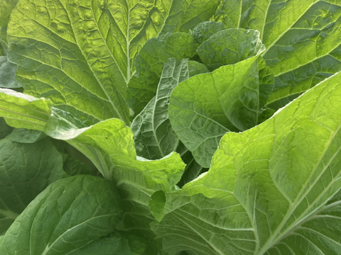 冬のカラフル鍋【お野菜ボックス】5種類以上！根菜葉物詰合せ4kg