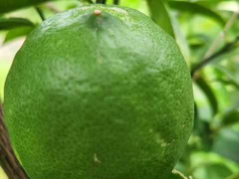 初物❗エコ箱入りレモン息子(栽培期間中農薬不使用・有機肥料・ノーワックス)皮まで食べて❗(2kg)