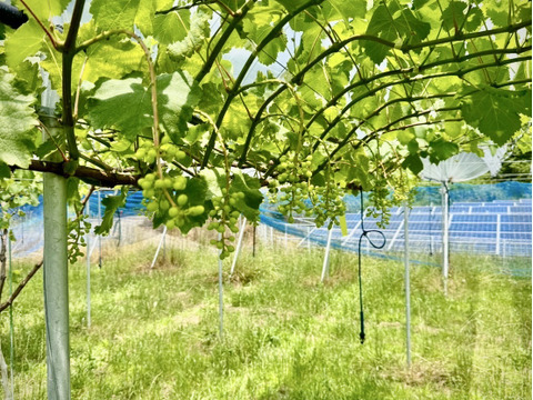 フルーツ大国和歌山よりお届け！朝採れシャインマスカット(家庭用)　約1.5キロ　4〜7房