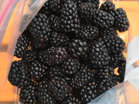 【在庫限りの特別セット！】【冷凍ブラックベリー約500g、冷凍イチゴ約1kgのセット】【スイーツ、デザート作りに！】