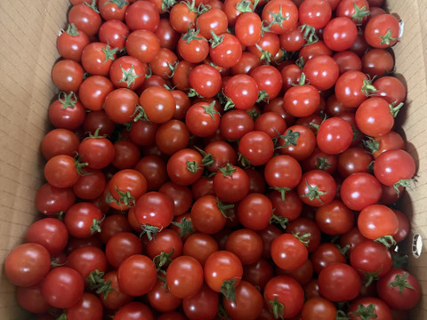 『ミニトマト3kg箱』『ピカピカ』新鮮＋ちょうどいい酸味　美味しい満足‼️トマト🍅〜