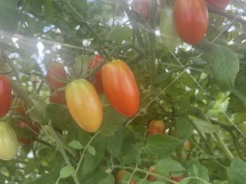 有機JAS認証☆彡宝石みたいな カラフルミニトマト《4kg》