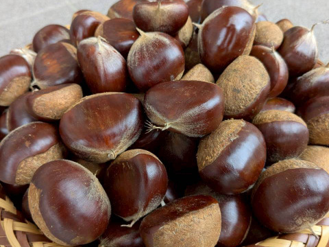 【農薬不使用栗の王様　1kg】栗の王様　利平栗　宮崎から宝珠の栗をお届け！！