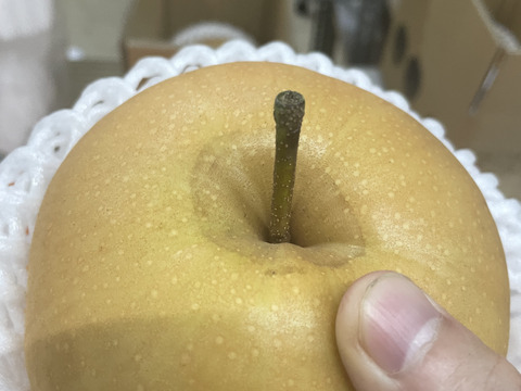 【家庭用】【5玉入】梨の王様「新高梨」食べ応え抜群！