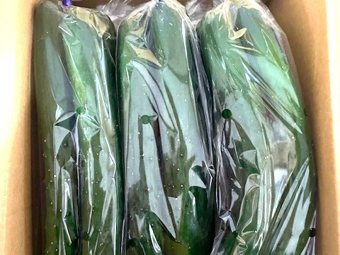 新鮮☆美味しい！岩手のきゅうり2kg