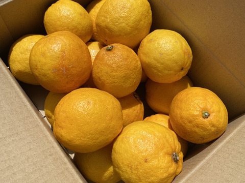 まぼろしの柑橘   『レモネード』　2kg   数量限定