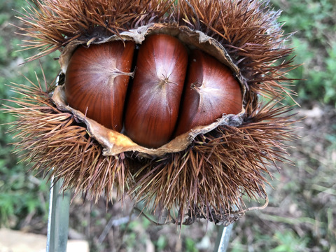 剥き栗真空パック300g　香りと甘味が際立つ、渓谷からの風と肥沃な大地が育む『菊鹿和栗』