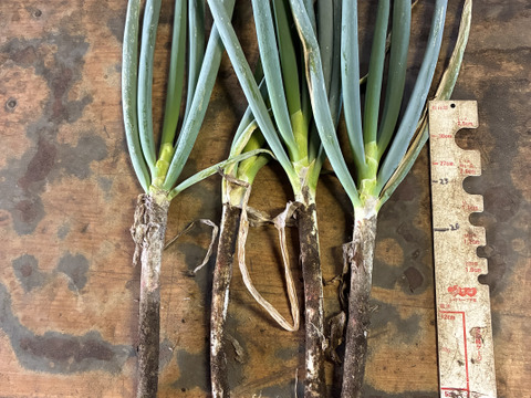 長期保存　甘い長ネギ(泥付き) 10kg