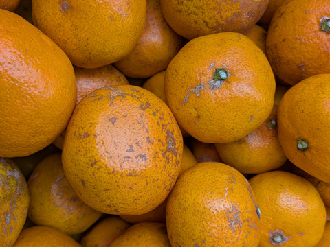 ジュース用 中生みかん（3K）