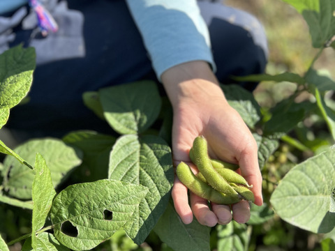 【期間限定】甘い！自然栽培枝豆『音更大袖振大豆』（500g×2p）