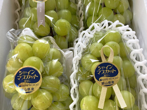 不揃い 完熟シャインマスカット 3~4房1.5kg