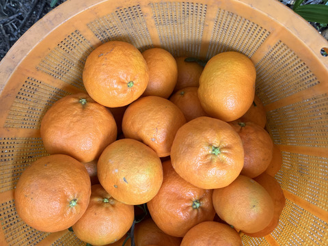 愛媛県八幡浜市産 甘平 小玉サイズ(家庭用3kg)