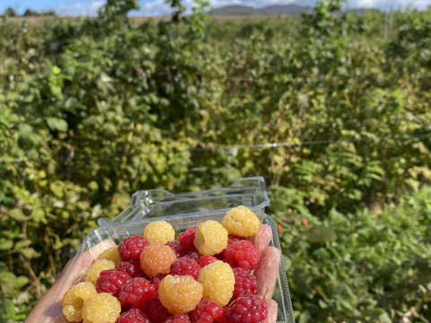 【有機JAS認証】北海道産フレッシュオーガニックラズベリー 100g×４パック