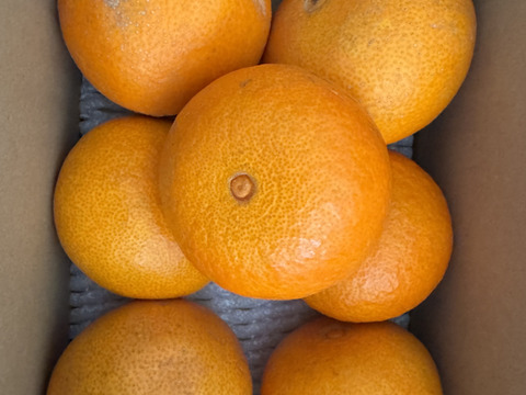 まどんな　訳あり2kg　愛媛県産