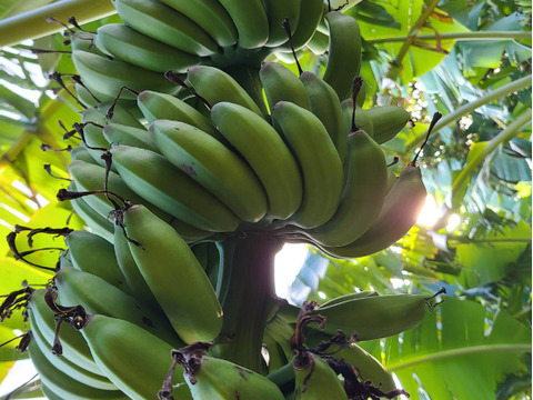 【自然栽培】【限定３名】　屋久然バナナ！　非常に甘いと人気です！