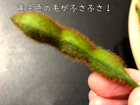 【農薬化学肥料不使用】やめられない止まらない！青森の『毛豆』300g×8p令和7年産