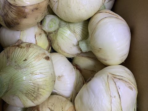 【家庭用】元気いっぱいの淡路島　新玉ねぎ！（5ｋｇ）【ひょうご安心ブランド認証】訳あり