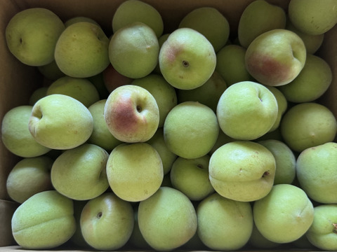 採れたて!!まる美農園の紀州南高梅　2kg　（栽培期間中除草剤不使用）