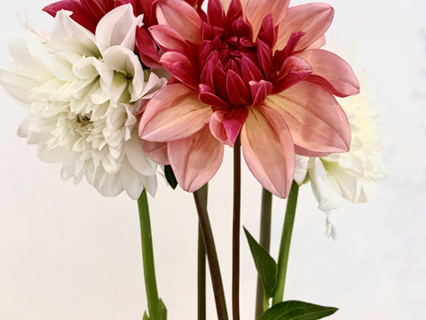 【鮮やか新鮮】ダリア花束（暖色・赤・白 系）エレガントMix 6 本（40〜50cm）