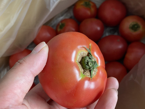 期間限定　訳あり夏の高原完熟トマト
4〜5キロ　20〜30個　B品　美味しさそのまま